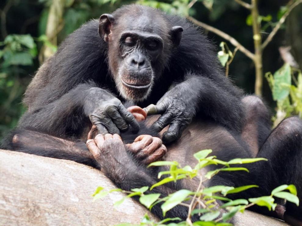 Los chimpancés pueden sufrir de por vida quedarse huérfanos