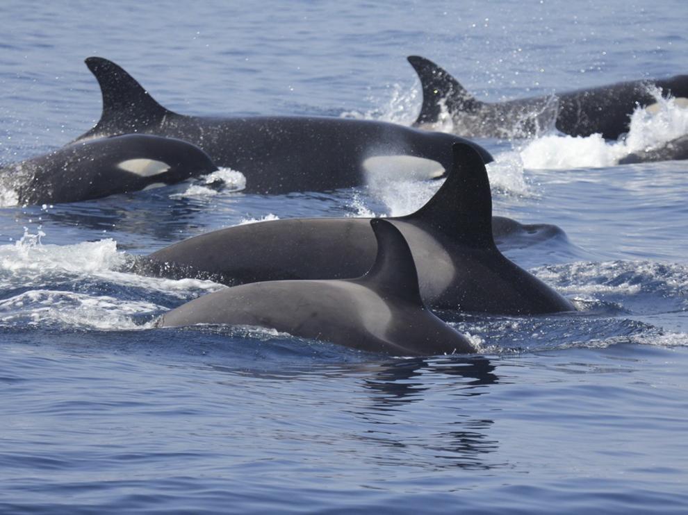 Comportamiento "curioso" entre las orcas jóvenes y los veleros