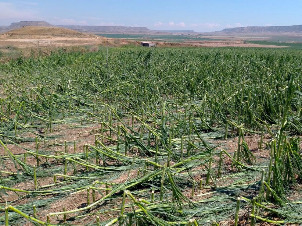 Aragón recibirá casi 22 millones de indemnizaciones por daños en frutales