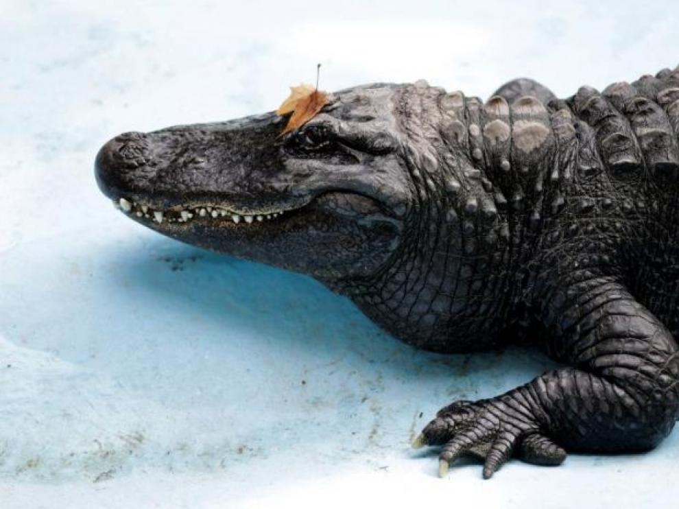 El aligátor más viejo del mundo vive en el zoo de Belgrado