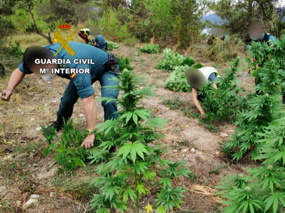 La Guardia Civil incauta más de una tonelada y media de marihuana en la Ribagorza y detiene a una persona
