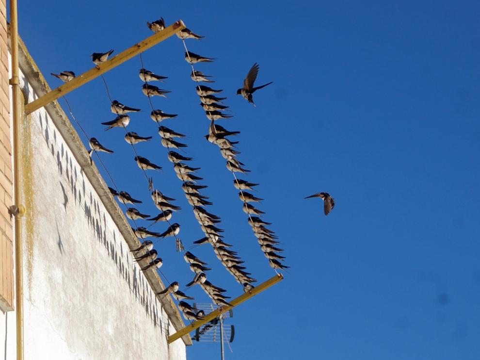 Golondrinas de otoño