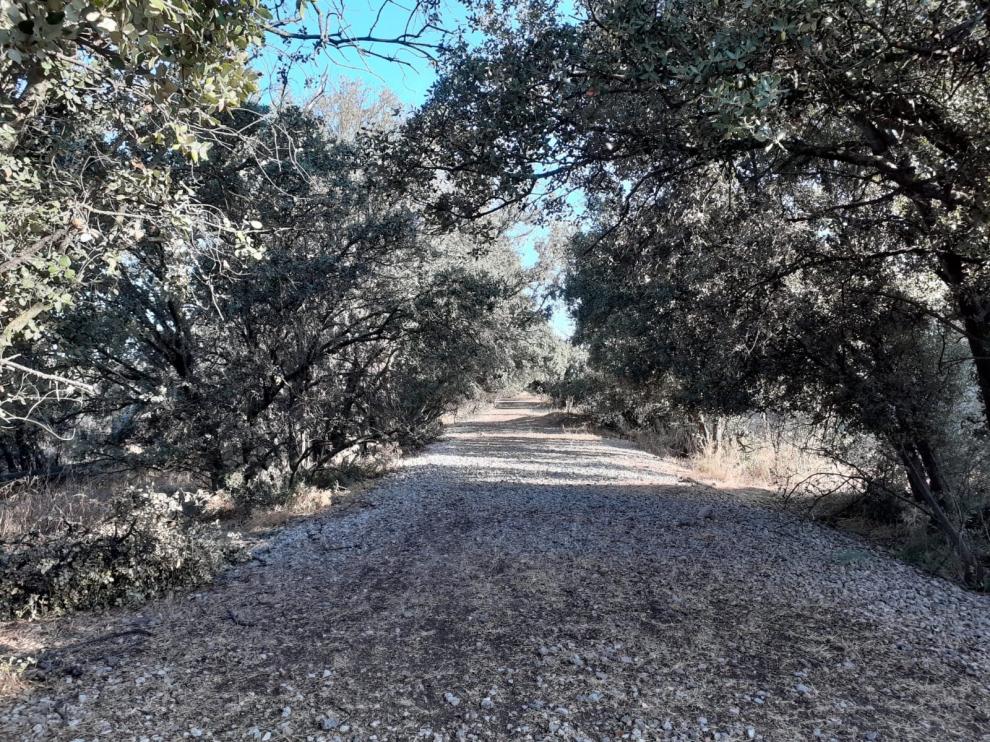 Trabajos de desbroce en la futura vía verde entre Monzón y Castejón del Puente