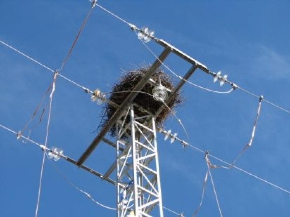 Los tendidos eléctricos, principal causa de muerte para las aves rapaces