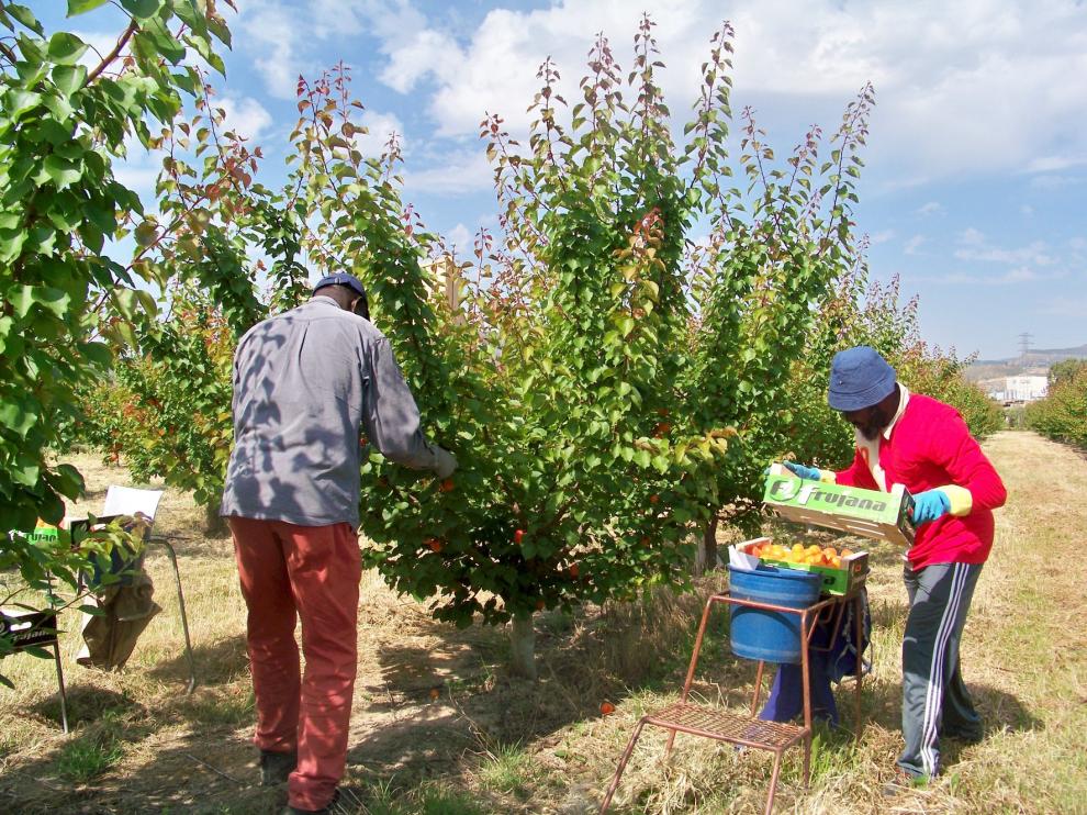 Aragón ultima la campaña de la fruta para evitar que sea un foco de contagios de covid