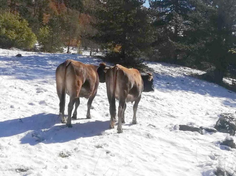 Los ganaderos bajan sus vacas de los prados de alta montaña, ya entre nieve