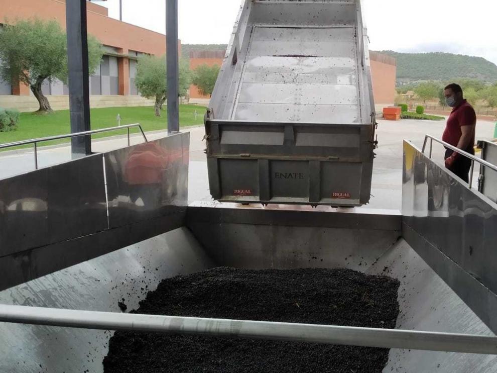 La DO Somontano reduce su producción de uva este año un 28 %