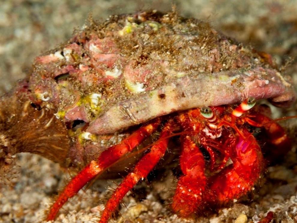 Descubierta una nueva especie de cangrejo ermitaño de hace 38 millones de años en el Pirineo aragonés