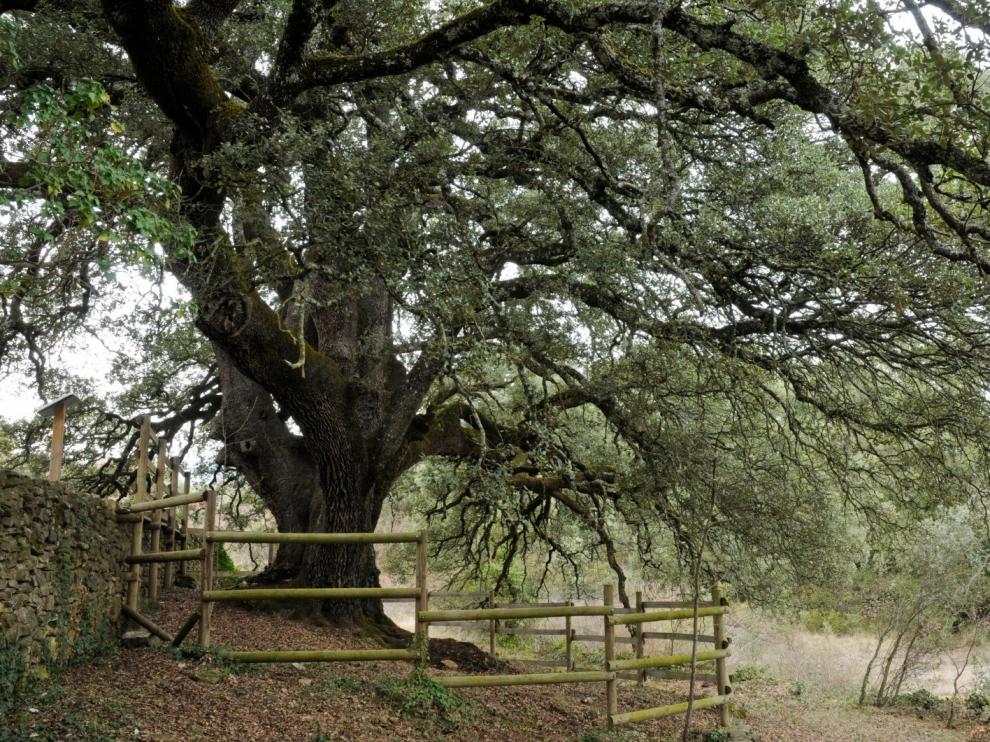 La Carrasca milenaria de Lecina podría ser Árbol Europeo del Año