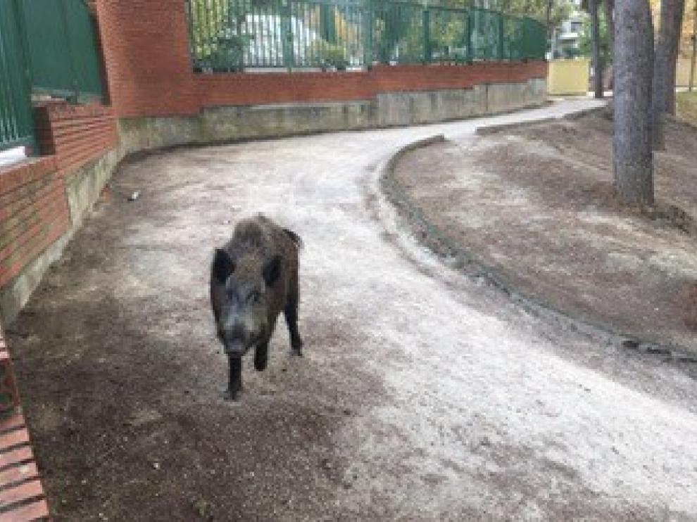 Un jabalí recorre el parque de La Paz de Barbastro ante la sorpresa de los visitantes