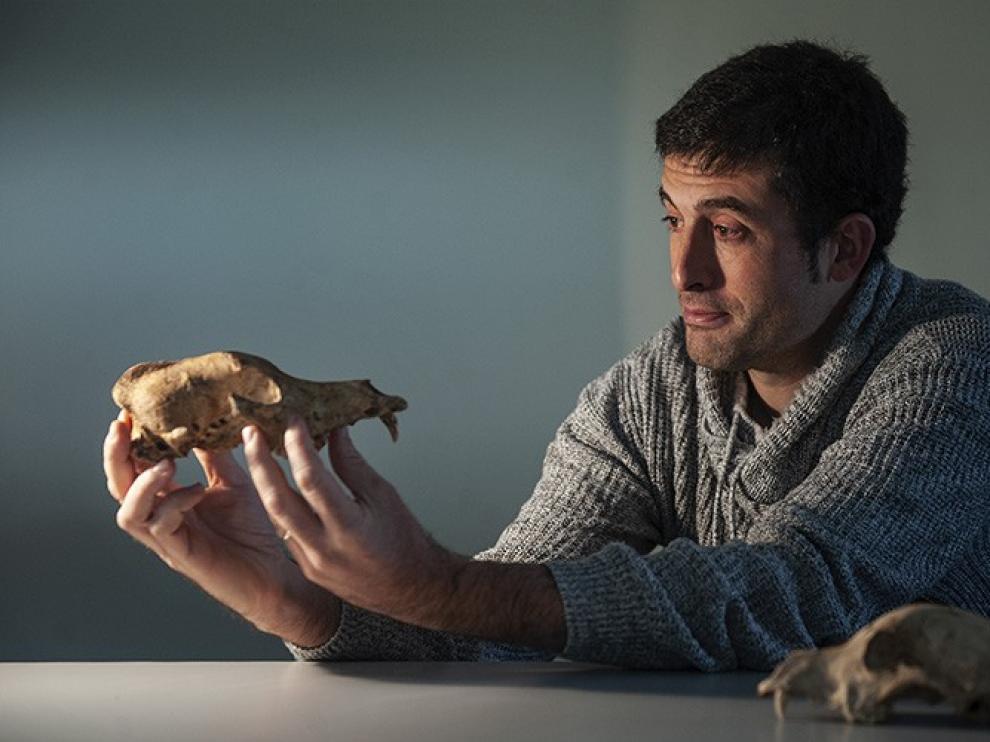 El ADN del perro antiguo rastrea la diversidad canina hasta la Edad del Hielo