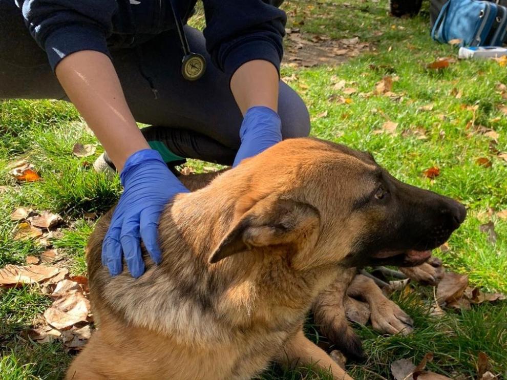 Rescatados seis perros de una perrera ilegal en Sabiñánigo