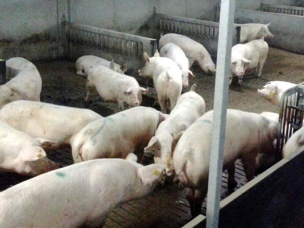 Educación y el Clúster del Porcino colaborarán en la formación mano de obra