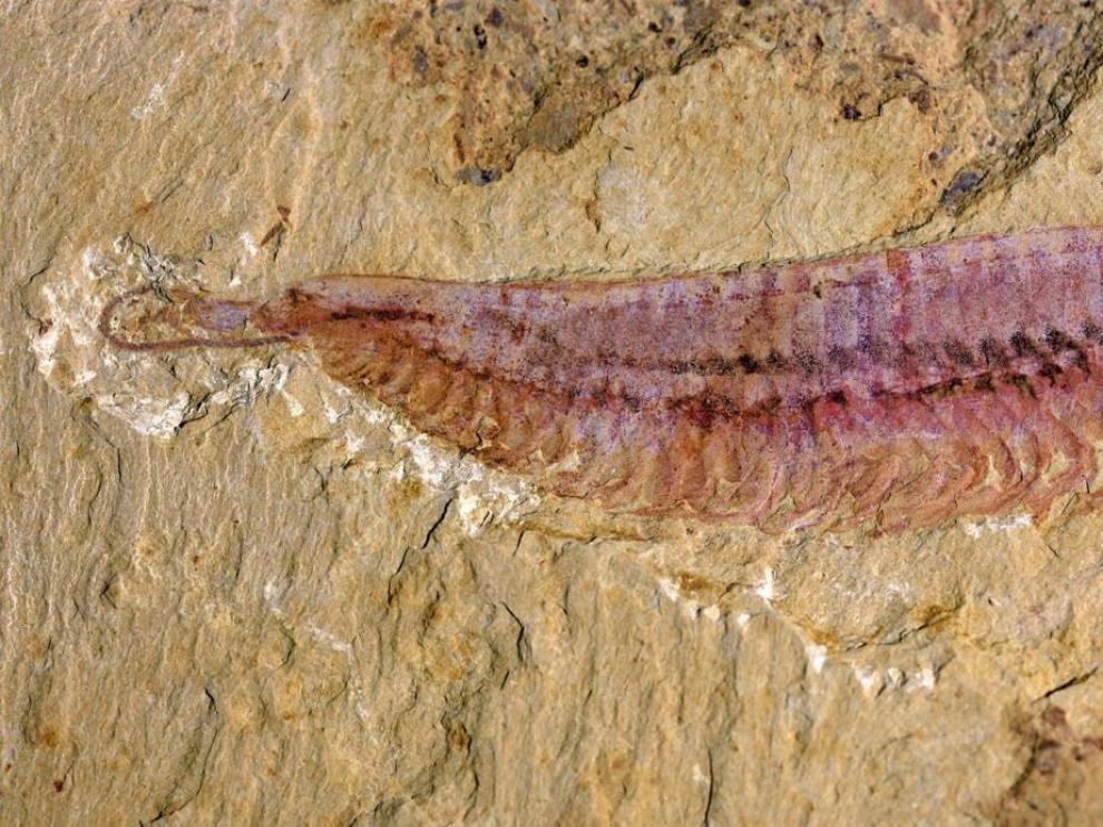Un fósil con cinco ojos revela el origen de los artrópodos
