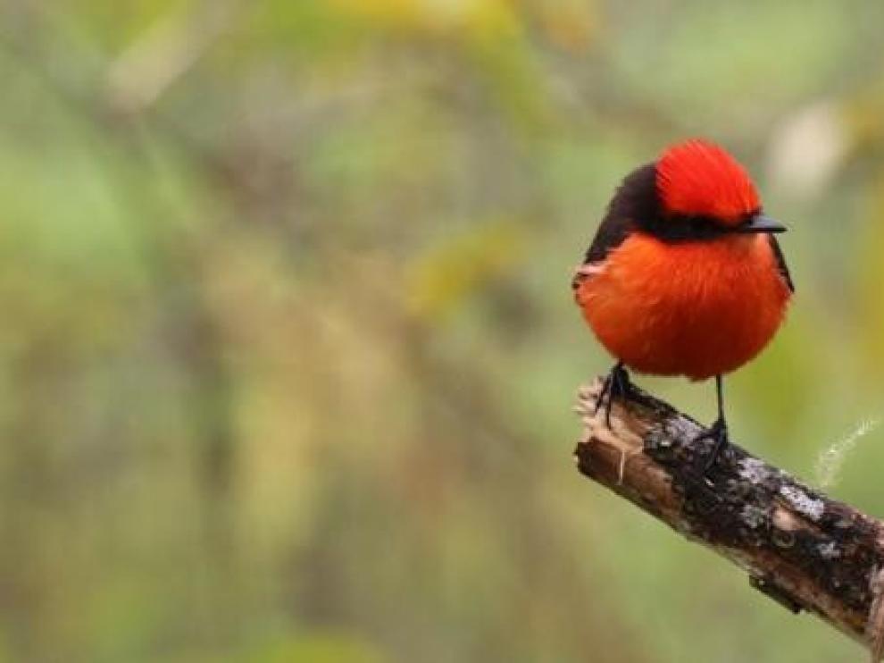 Buscan a los descendientes de un pájaro brujo de Galápagos