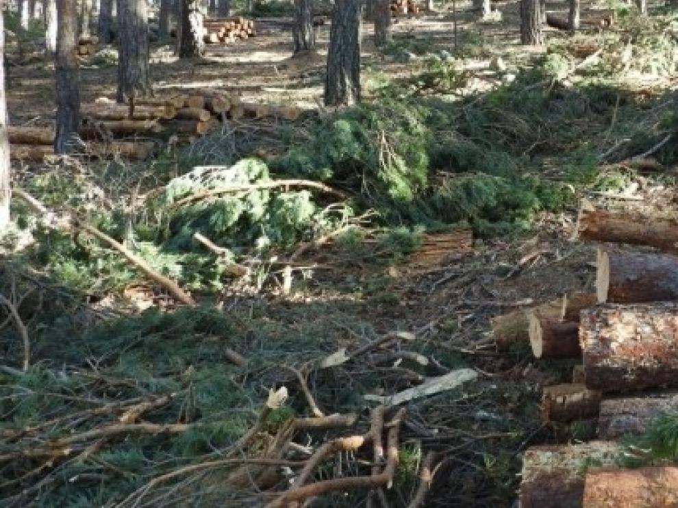 Aragón subasta 12 aprovechamientos de madera en montes propiedad de la comunidad y montes consorciados