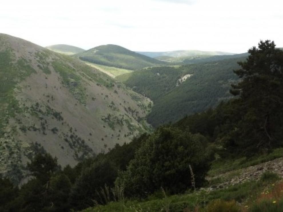 Aragón supera las 200.000 hectáreas forestales ordenadas