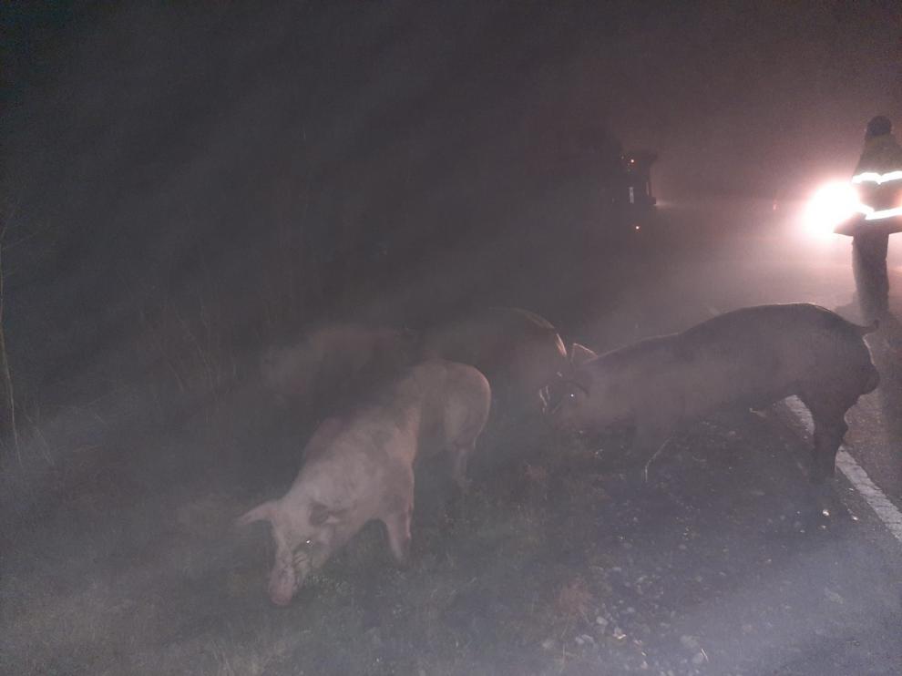 Se accidenta un camión cargado de cerdos en las inmediaciones de Peralta de Alcofea