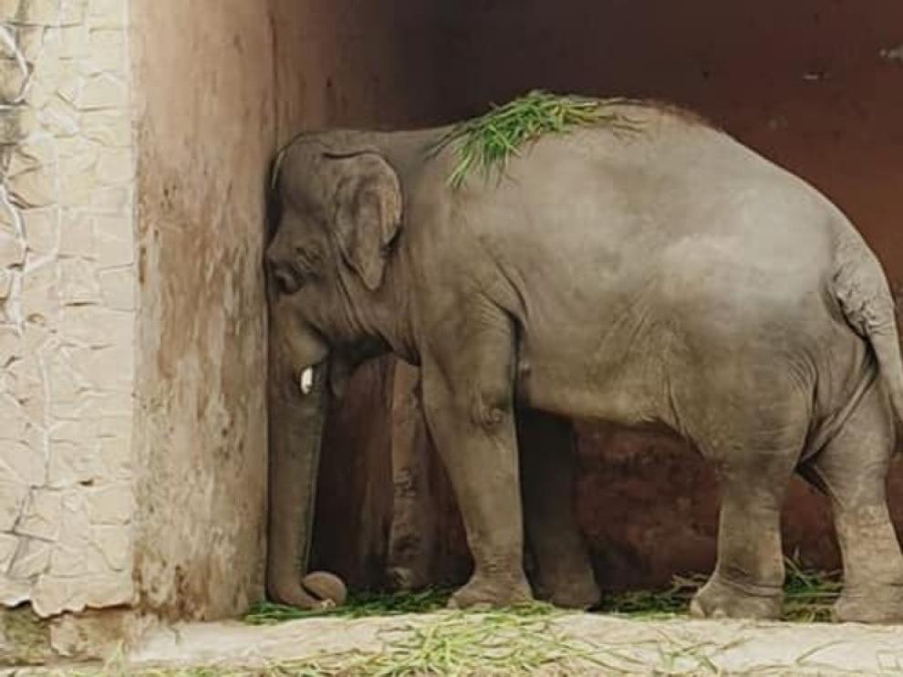 A ritmo de Sinatra, el elefante Kaavan se prepara para ser libre