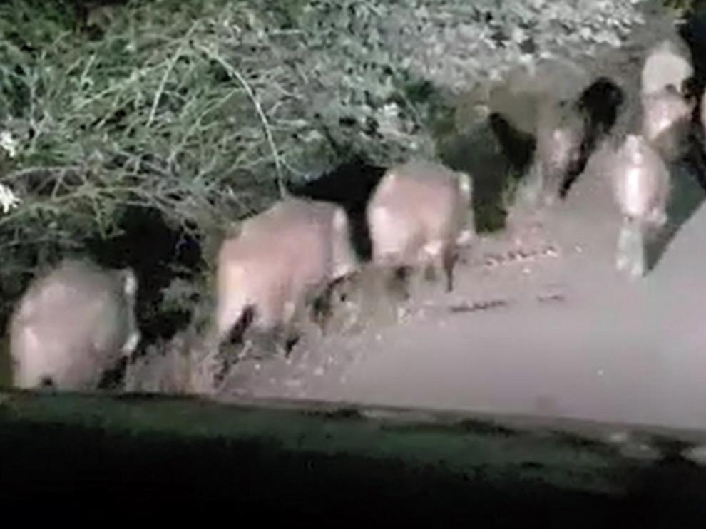 Reclaman soluciones por el exceso de fauna cinegética en la provincia de Huesca