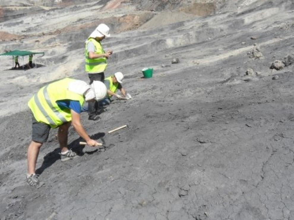 Se hallan restos de plumas de dinosaurio y restos de vertebrados conservados en ámbar en dos yacimientos turolenses