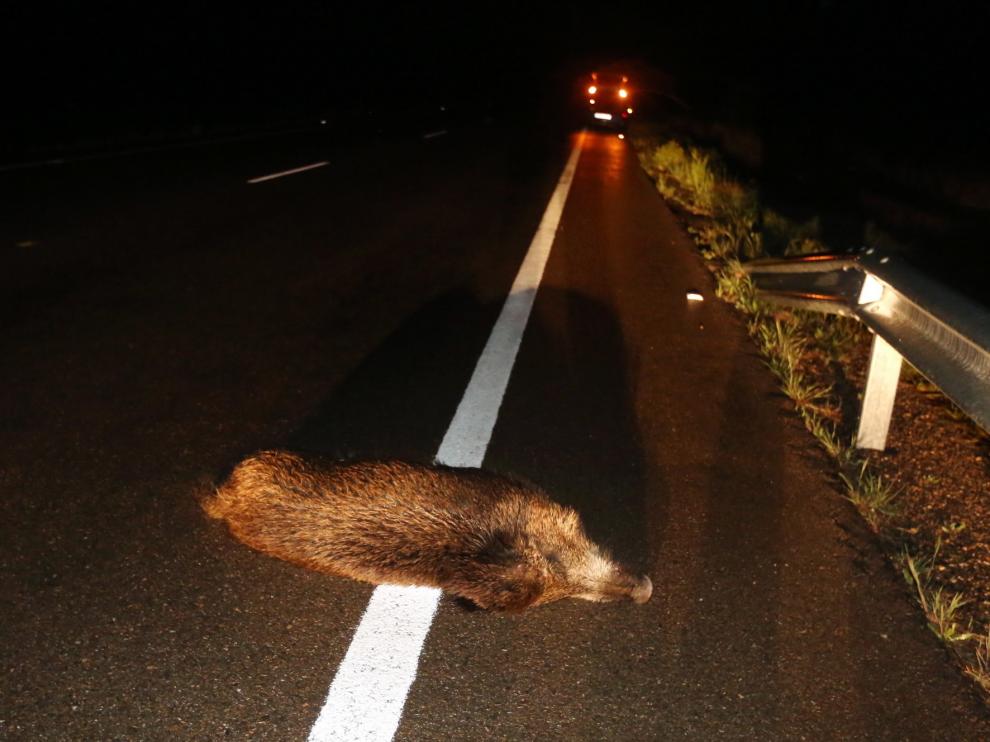 Aumento de accidentes de tráfico con animales de caza en la provincia de Huesca