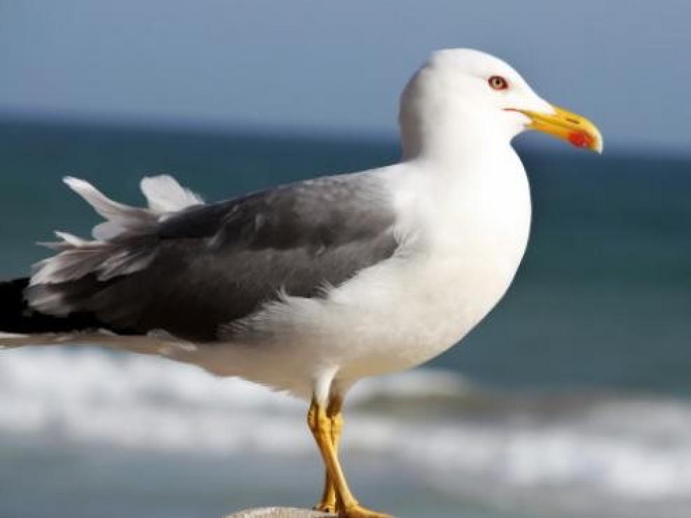 Las gaviotas de ciudad saben dónde buscar comida humana