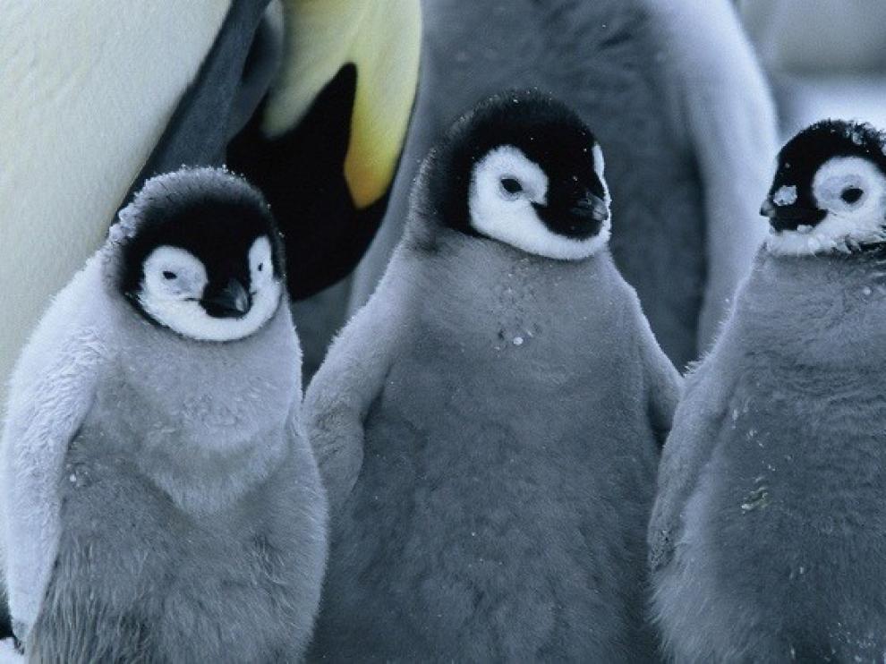 Los animales migratorios viven rápido y mueren jóvenes