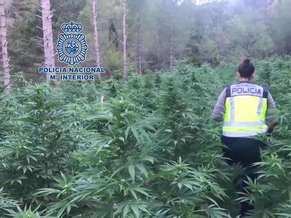 España, gran invernadero de marihuana más de 25 toneladas y 3.695 detenidos