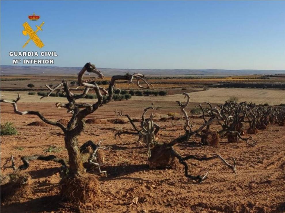 La Guardia Civil inmoviliza 116 olivos extraídos sin permiso en Zaragoza para su venta