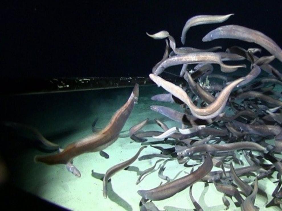 Una expedición descubre récord de peces en aguas profundas