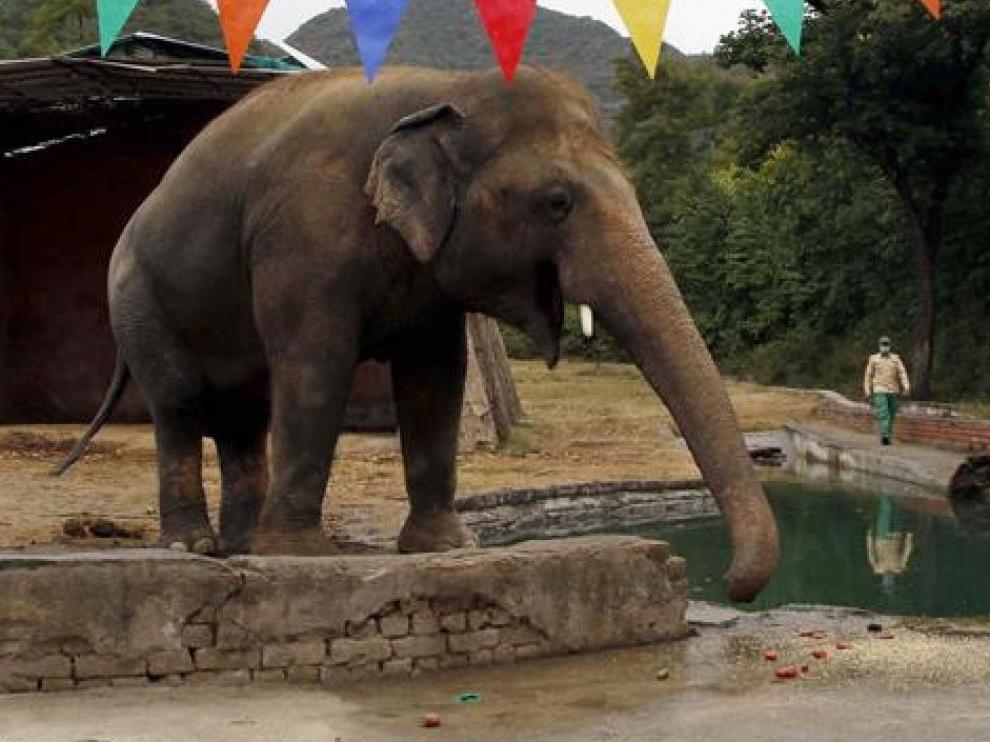 Cher libera un elefante de un zoo de Islamabad