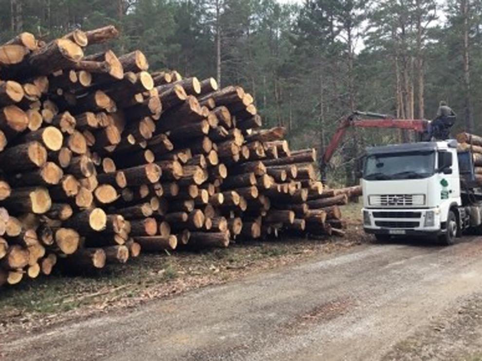 Aragón lidera la superficie forestal certificada en 2020