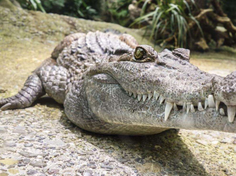 Los caimanes también regeneran sus colas igual que pequeños reptiles