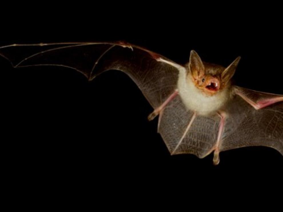 Descubren una especie fósil de murciélago de 16 millones de años de antigüedad