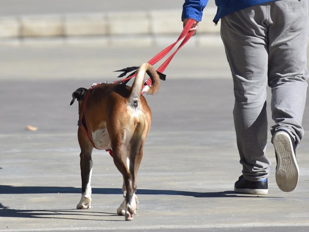 Asociación Vecinal de Mª Auxiliadora de Huesca: "El respeto animal también define a una ciudad"