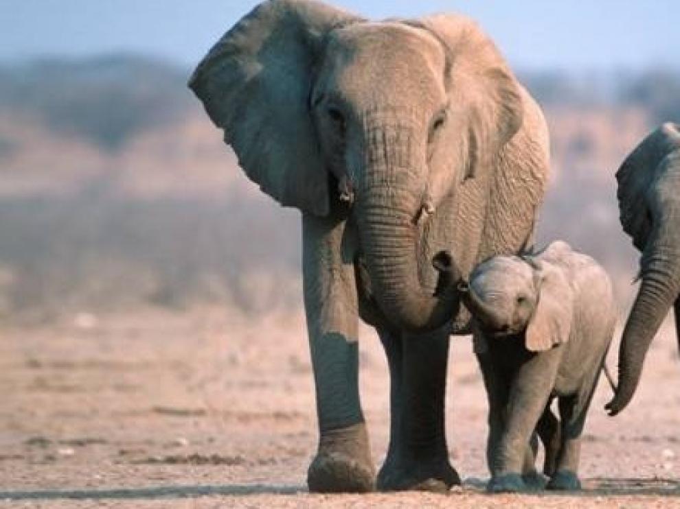 Subastan 170 elefantes en Namibia por la superpoblación y la sequía