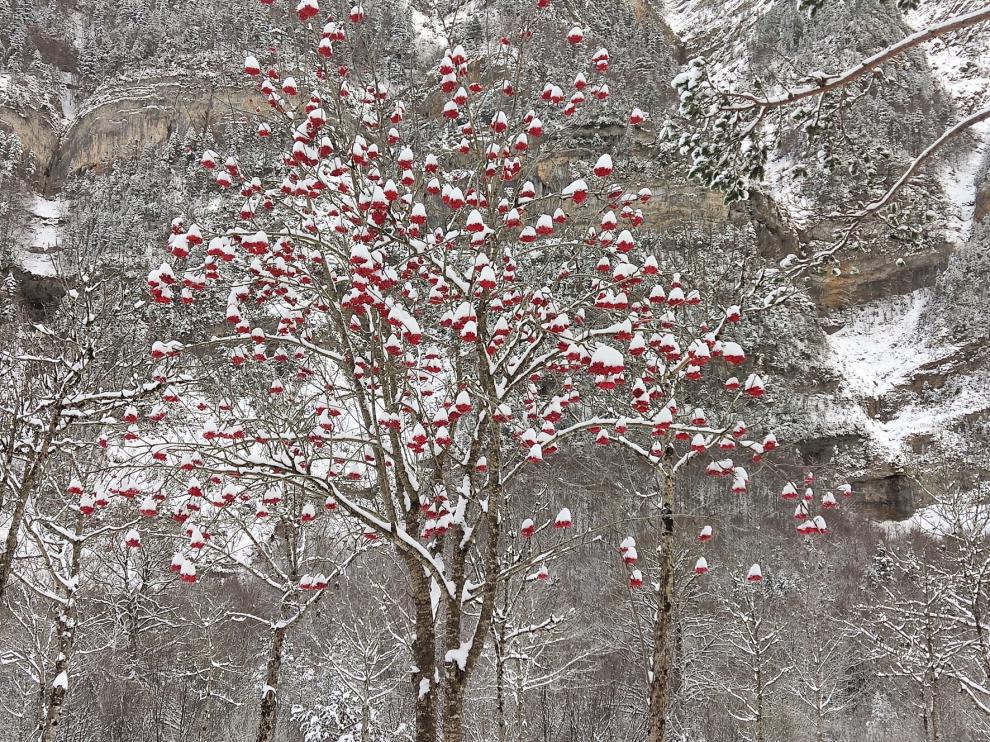 Vuelve la nieve a la provincia