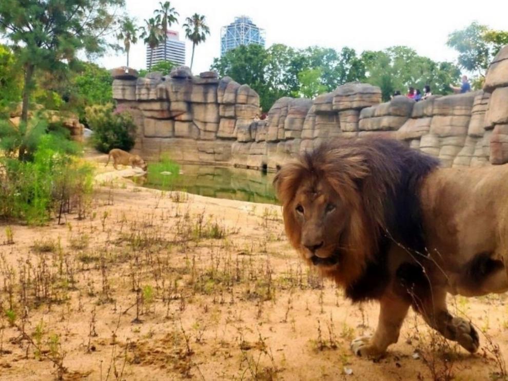 La covid no puede con los leones del zoo de Barcelona