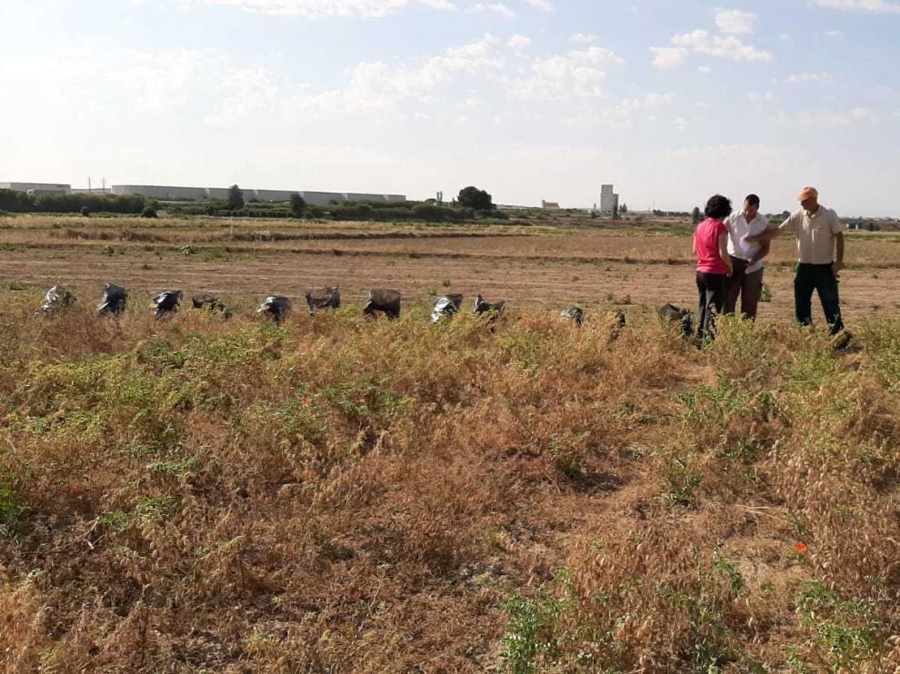 El garbanzo, un cultivo de gran interés en los sistemas de rotación