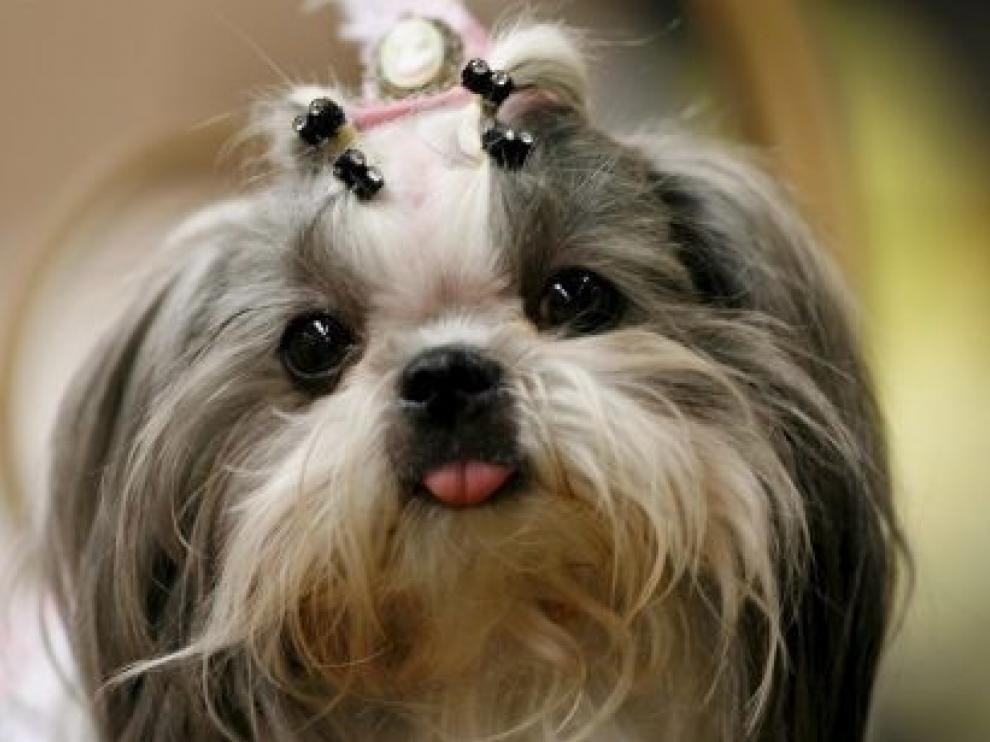 El 21% de los españoles se plantea regalar estas navidades un animal de compañía