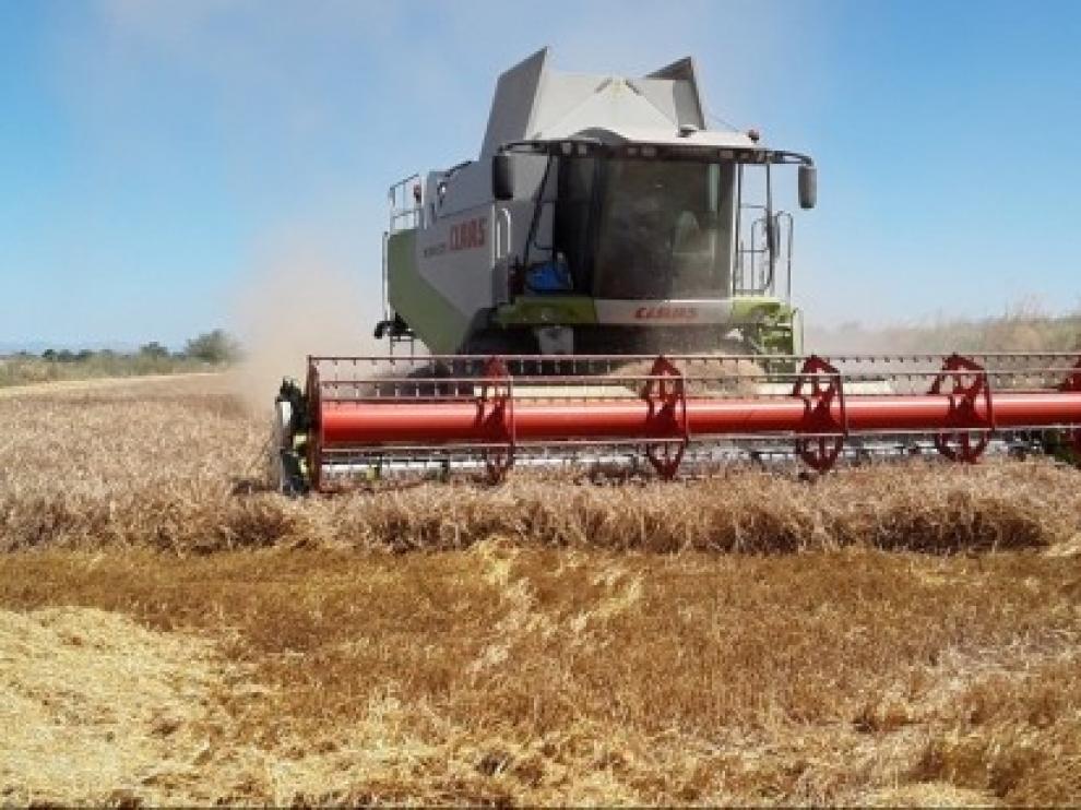 Nace una plataforma digital para vender y comprar cereal ecológico