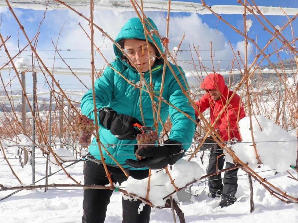 Vendimia en medio de la nieve para obtener un vino de hielo