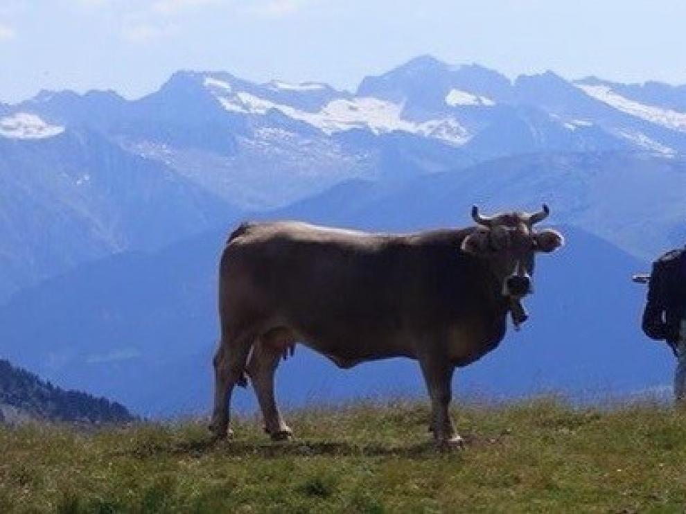 Adelpa exige la protección del medio rural frente a los grandes carnívoros