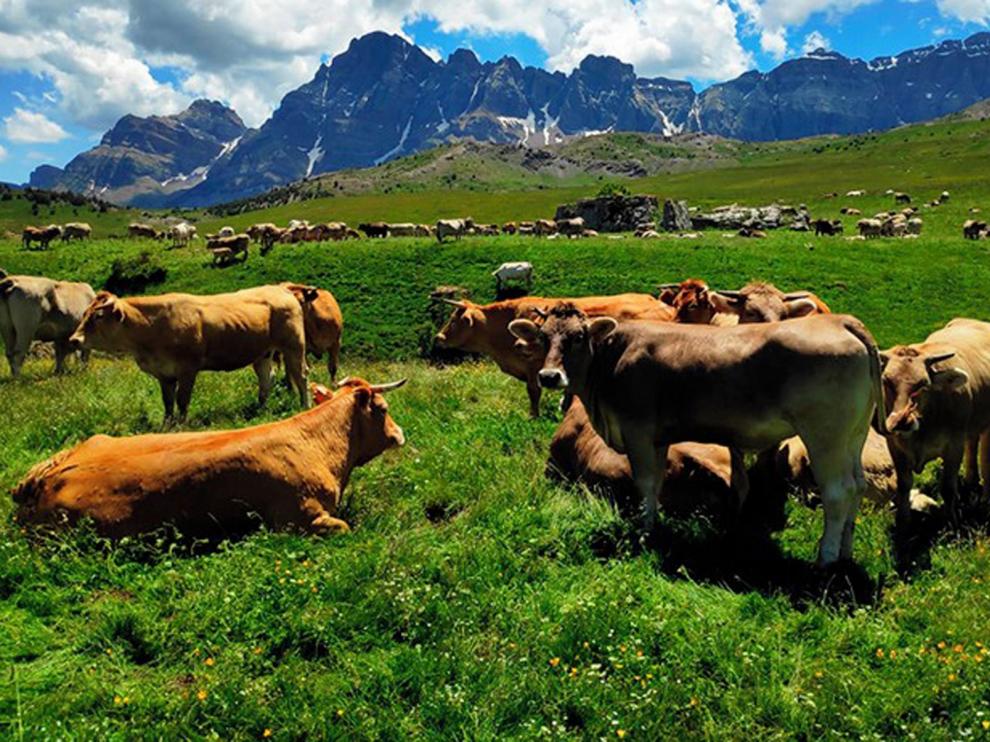 Alertan de una merma de las ayudas en pastos ganaderos