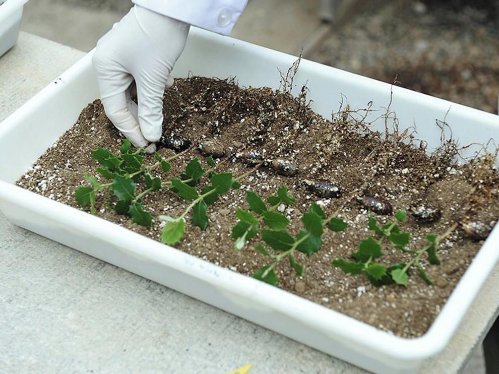 La DPH participa en un proyecto para el uso sostenible de la trufa