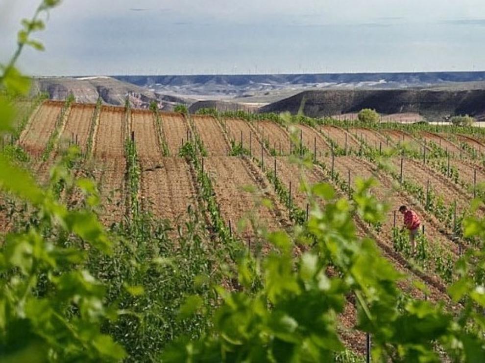 Convocadas ayudas a la inversión y promoción exterior en el sector del vino en Aragón