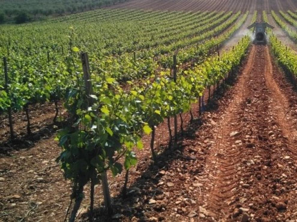 El proyecto europeo Grapevine ayudará a digitalizar el sector agroalimentario aragonés