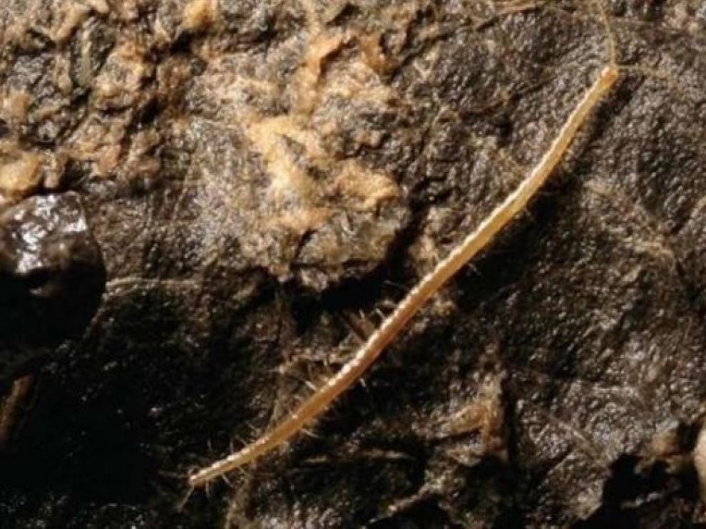 Una nueva especie de ciempiés reina en un ecosistema "infernal"