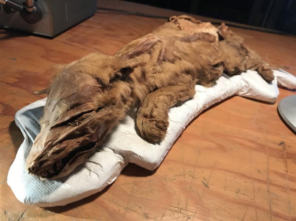Descubren una antigua momia de cachorro de lobo